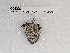  (Leptotes plinius pseudocassius - BC-MNHN-LEP03300)  @11 [ ] CC-by (2023) Rodolphe Rougerie Museum national d'Histoire naturelle, Paris