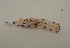  (Hypselodoris capensis - CRFHC01)  @11 [ ] CreativeCommons - Attribution Non-Commercial No Derivatives (2014) Jessica Toms & Francis Gelletich Stellenbosch University