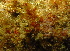  (Phyllodesmium - SODPM01)  @11 [ ] CreativeCommons - Attribution Non-Commercial No Derivatives (2015) Jessica Toms Stellenbosch University