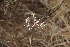  (Pelargonium fergusoniae - 02122022Pf)  @11 [ ] CreativeCommons  Attribution Non-Commercial Share-Alike (2022) Elena Ioganson Irkutsk State University, Institute of Biology