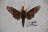  (Dolbina borneensis borneensis - BC-RBP-0483)  @13 [ ] Copyright (2010) Unspecified Research Collection of Ron Brechlin