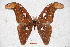  (Attacus atlas - BC-RBP-0549)  @15 [ ] Copyright (2010) Unspecified Research Collection of Ron Brechlin