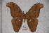  (Attacus aurantiacus - BC-RBP-0565)  @14 [ ] Copyright (2010) Unspecified Research Collection of Ron Brechlin