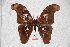  (Attacus lorquinii lorquinii - BC-RBP-0580)  @11 [ ] Copyright (2010) Unspecified Research Collection of Ron Brechlin