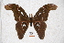  (Attacus caesar - BC-RBP-0584)  @14 [ ] Copyright (2010) Unspecified Research Collection of Ron Brechlin