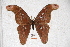  (Attacus philippina - BC-RBP-0586)  @14 [ ] Copyright (2010) Unspecified Research Collection of Ron Brechlin