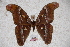  (Attacus intermedius - BC-RBP-0592)  @15 [ ] Copyright (2010) Unspecified Research Collection of Ron Brechlin