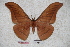  (Antheraea knyvetti - BC-RBP-0636)  @15 [ ] Copyright (2010) Unspecified Research Collection of Ron Brechlin