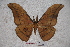  (Antheraea yamamai titan - BC-RBP-0675)  @11 [ ] Copyright (2010) Unspecified Research Collection of Ron Brechlin