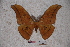  (Antheraea yamamai superba - BC-RBP-0678)  @13 [ ] Copyright (2010) Unspecified Research Collection of Ron Brechlin