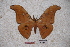  (Antheraea niasiana - BC-RBP-0686)  @13 [ ] Copyright (2010) Unspecified Research Collection of Ron Brechlin