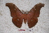  (Antheraea winbrechlini - BC-RBP-0690)  @15 [ ] Copyright (2010) Unspecified Research Collection of Ron Brechlin