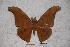  (Antheraea mindanaoana - BC-RBP-0693)  @13 [ ] Copyright (2010) Unspecified Research Collection of Ron Brechlin