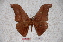  (Antheraea cihangiri - BC-RBP-0701)  @13 [ ] Copyright (2010) Unspecified Research Collection of Ron Brechlin