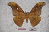  (Antheraea frithi - BC-RBP-0703)  @14 [ ] Copyright (2010) Unspecified Research Collection of Ron Brechlin