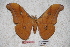  (Antheraea gephyra - BC-RBP-0716)  @14 [ ] Copyright (2010) Unspecified Research Collection of Ron Brechlin