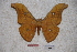  (Antheraea frithi frithi - BC-RBP-0723)  @14 [ ] Copyright (2010) Unspecified Research Collection of Ron Brechlin