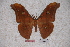  (Antheraea frithi pedunculata - BC-RBP-0724)  @11 [ ] Copyright (2010) Unspecified Research Collection of Ron Brechlin