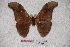  (Antheraea paukpelengensis - BC-RBP-0747)  @14 [ ] Copyright (2010) Unspecified Research Collection of Ron Brechlin