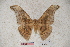  (Antheraea minahassae - BC-RBP-0759)  @13 [ ] Copyright (2010) Unspecified Research Collection of Ron Brechlin