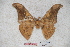  (Antheraea banggaiana - BC-RBP-0760)  @13 [ ] Copyright (2010) Unspecified Research Collection of Ron Brechlin