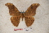  (Antheraea taripaensis - BC-RBP-0763)  @15 [ ] Copyright (2010) Unspecified Research Collection of Ron Brechlin