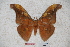  (Antheraea gschwandneri - BC-RBP-0776)  @13 [ ] Copyright (2010) Unspecified Research Collection of Ron Brechlin