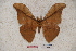  (Antheraea cordifolia - BC-RBP-0782)  @15 [ ] Copyright (2010) Unspecified Research Collection of Ron Brechlin