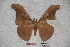  (Antheraea tenggarensis - BC-RBP-0799)  @13 [ ] Copyright (2010) Unspecified Research Collection of Ron Brechlin