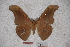  (Antheraea harndti - BC-RBP-0828)  @14 [ ] Copyright (2010) Unspecified Research Collection of Ron Brechlin