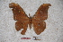  (Antheraea angustomarginata - BC-RBP-0832)  @13 [ ] Copyright (2010) Unspecified Research Collection of Ron Brechlin