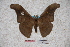  (Antheraea schroederi - BC-RBP-0834)  @13 [ ] Copyright (2010) Unspecified Research Collection of Ron Brechlin