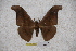  (Antheraea andamana - BC-RBP-0853)  @13 [ ] Copyright (2010) Unspecified Research Collection of Ron Brechlin