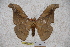  (Antheraea cernyi - BC-RBP-0854)  @13 [ ] Copyright (2010) Unspecified Research Collection of Ron Brechlin