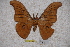  (Antheraea meisteri - BC-RBP-0855)  @13 [ ] Copyright (2010) Unspecified Research Collection of Ron Brechlin