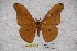  (Antheraea gulata - BC-RBP-0858)  @13 [ ] Copyright (2010) Unspecified Research Collection of Ron Brechlin