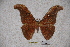  (Antheraea larissa mindoroensis - BC-RBP-0904)  @14 [ ] Copyright (2010) Unspecified Research Collection of Ron Brechlin