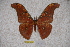  (Antheraea larissa palawarissa - BC-RBP-0908)  @14 [ ] Copyright (2010) Unspecified Research Collection of Ron Brechlin