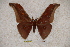  (Antheraea sahi - BC-RBP-0917)  @14 [ ] Copyright (2010) Unspecified Research Collection of Ron Brechlin