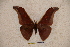  (Antheraea sahi - BC-RBP-0918)  @14 [ ] Copyright (2010) Unspecified Research Collection of Ron Brechlin