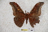  (Antheraea rudloffi - BC-RBP-0947)  @12 [ ] Copyright (2010) Unspecified Research Collection of Ron Brechlin