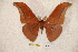  (Antheraea chengtuana - BC-RBP-0949)  @15 [ ] Copyright (2010) Unspecified Research Collection of Ron Brechlin