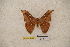  (Solus parvifenestratus sinjaevi - BC-RBP-0968)  @11 [ ] Copyright (2010) Unspecified Research Collection of Ron Brechlin