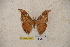  (Solus parvifenestratus parvifenestratus - BC-RBP-0972)  @11 [ ] Copyright (2010) Unspecified Research Collection of Ron Brechlin