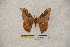  (Solus parvifenestratus parvifenestratus - BC-RBP-0973)  @11 [ ] Copyright (2010) Unspecified Research Collection of Ron Brechlin