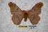  (Saturnia witti - BC-RBP-1044)  @15 [ ] Copyright (2010) Unspecified Research Collection of Ron Brechlin