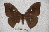  (Antheraea siberutensis - BC-RBP-1320)  @13 [ ] Copyright (2010) Unspecified Research Collection of Ron Brechlin