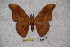  (Antheraea jakli - BC-RBP-1322)  @13 [ ] Copyright (2010) Unspecified Research Collection of Ron Brechlin