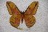  (Loepa oberthuri - BC-RBP-1325)  @14 [ ] Copyright (2010) Unspecified Research Collection of Ron Brechlin