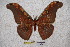  (Antheraea larissa ridlyi - BC-RBP-1458)  @15 [ ] Copyright (2010) Unspecified Research Collection of Ron Brechlin